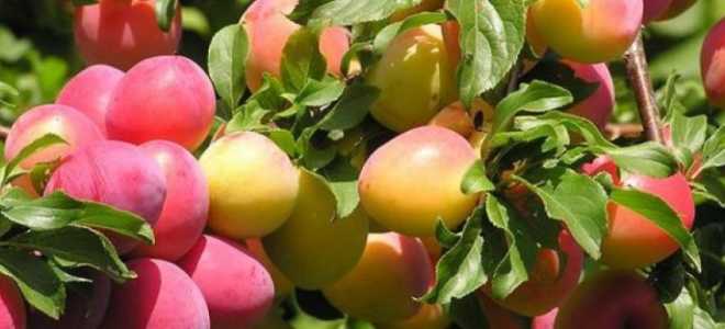 Обработка абрикоса осенью от болезней и вредителей: секреты садоводов