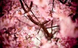 Обрезка вишни весной – правила для начинающих