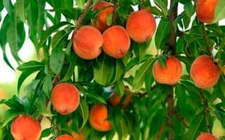 Подкормка персика