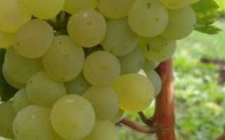 Виноград Кристалл: описание сорта, фото и отзывы садоводов