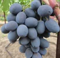 Виноград Фуршетный: описание сорта, фото и отзывы садоводов