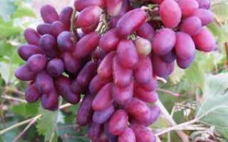 Прямо из магарача: сорт винограда изюминка