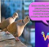 Как отпугнуть голубей с балкона и других важных мест