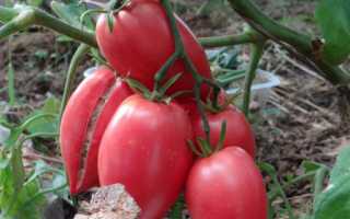Родом из сибири: описание и фото томатов кенигсберг