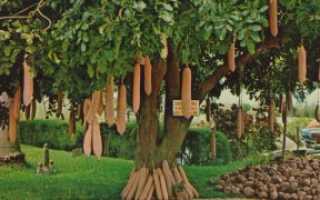 Колбасное дерево: описание и выращивание
