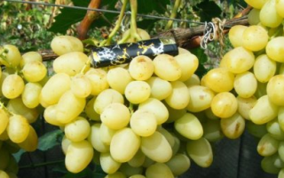 Виноград Лора: описание сорта, фото и отзывы садоводов