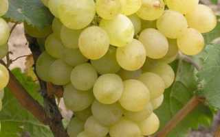Как сажать виноград в Подмосковье осенью?