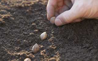 Украина посадит ранние зерновые культуры на 2,4 млн га