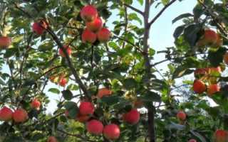 Чем осенью подкормить яблони?