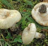 Полезные и вредные свойства грибов груздей
