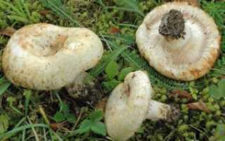 Полезные и вредные свойства грибов груздей