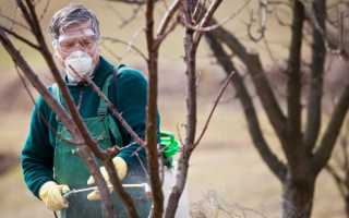 Обработка яблонь осенью от болезней и вредителей: секреты садоводов