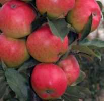 Колоновидная яблоня Валюта — описание сорта, фото, отзывы