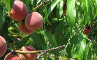 Как правильно посадить персик осенью?