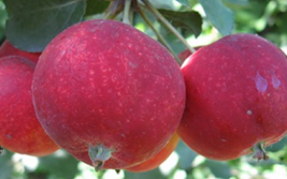 Яблоня Алтайское Багряное — описание сорта, фото, отзывы