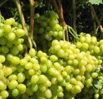 Виноград Аркадия: описание сорта, фото и отзывы садоводов