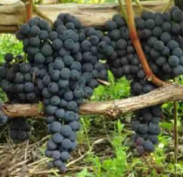 Виноград Аттика: описание сорта, фото и отзывы садоводов