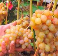 Виноград Тасон: описание сорта, фото и отзывы садоводов