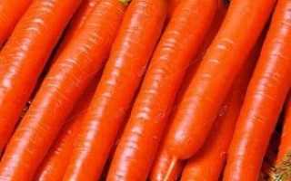 Морковь Витаминная — описание сорта, фото, отзывы, посадка и уход