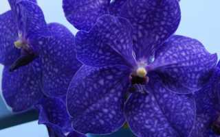 Правила выращивания орхидеи Ванда