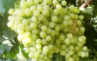 Сорта винограда для Самарской области
