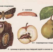 Плодожорка на яблоне — методы борьбы