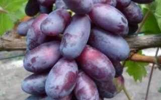 Виноград Изюминка: описание сорта, фото и отзывы садоводов