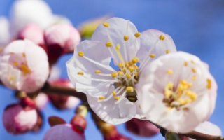 Как задержать цветение абрикоса весной?