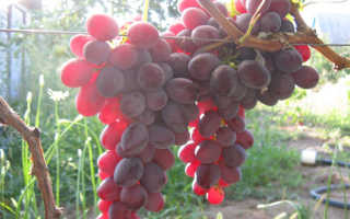 Виноград Рубиновый Юбилей: описание сорта, фото и отзывы садоводов
