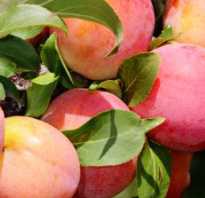 Слива Персиковая — описание сорта, фото, отзывы садоводов