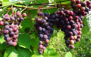 Как пересадить виноград весной на другое место?