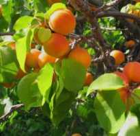 Прививка абрикоса весной — отвечаем на вопросы дачников