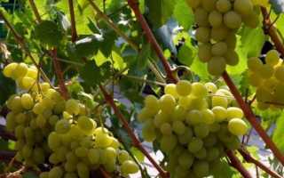 Виноград Галахад: описание сорта, фото и отзывы садоводов