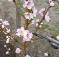 Цветение персика весной