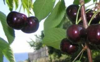 Черешня Рубиновая — описание сорта, фото, отзывы садоводов