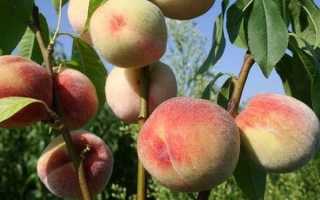 Крымские сорта персиков