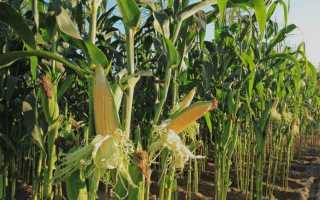 Полезные свойства кукурузы для мужчин, женщин и детей