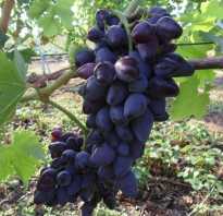 Виноград Викинг: описание сорта, фото и отзывы садоводов