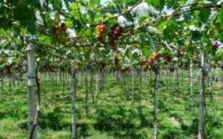 Выращивание винограда в Средней полосе России