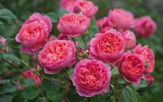 Особенности выращивания английских роз в вашем саду, как посадить и ухаживать за розами остина
