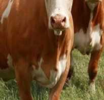 Сычёвская порода коров с фото и описанием