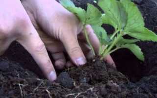 Как посадить клубнику весной в открытый грунт?
